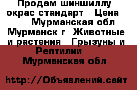 Продам шиншиллу, окрас стандарт › Цена ­ 900 - Мурманская обл., Мурманск г. Животные и растения » Грызуны и Рептилии   . Мурманская обл.